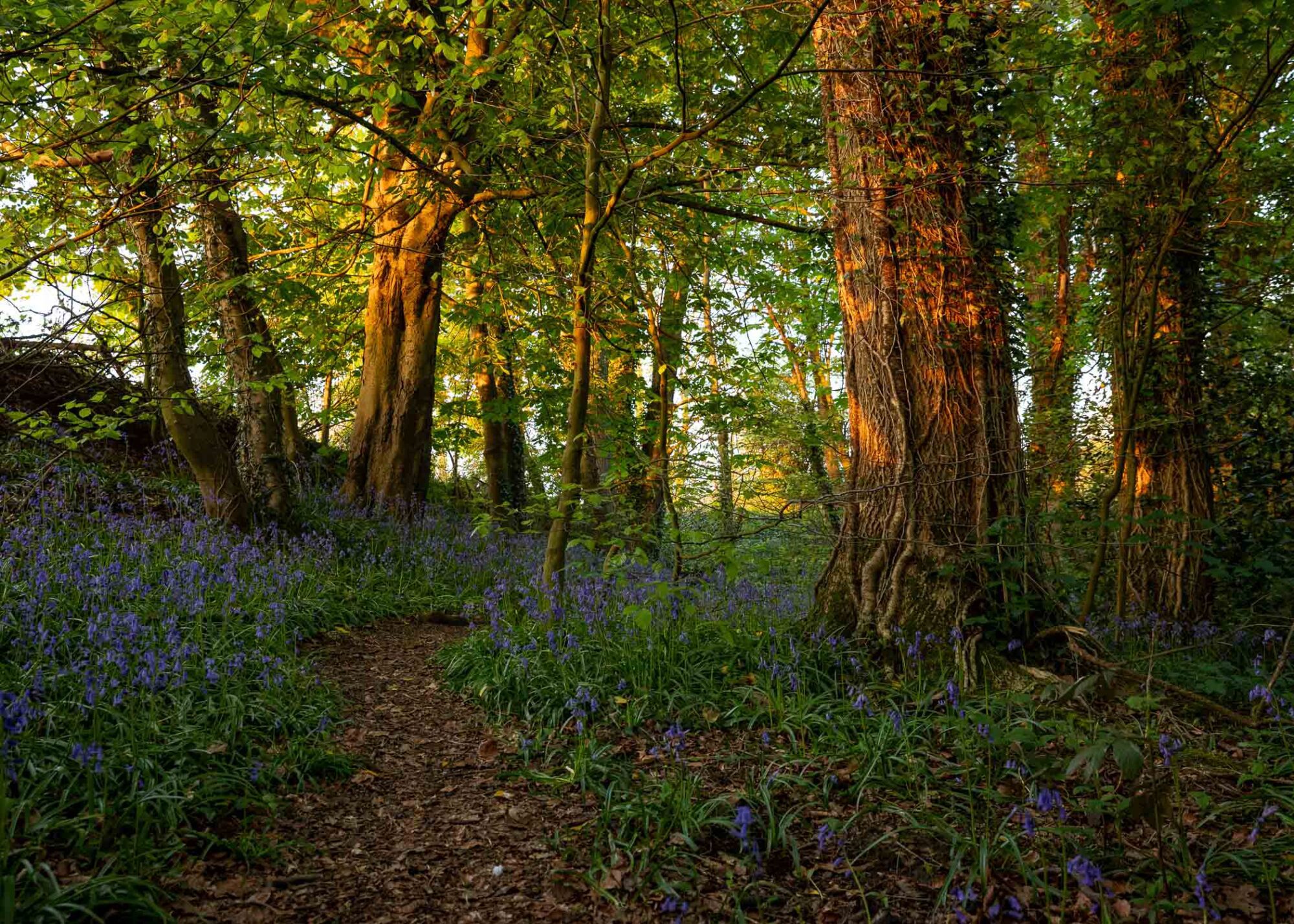 A carpet of flowering Bluebells along a path through a woodland at sunset