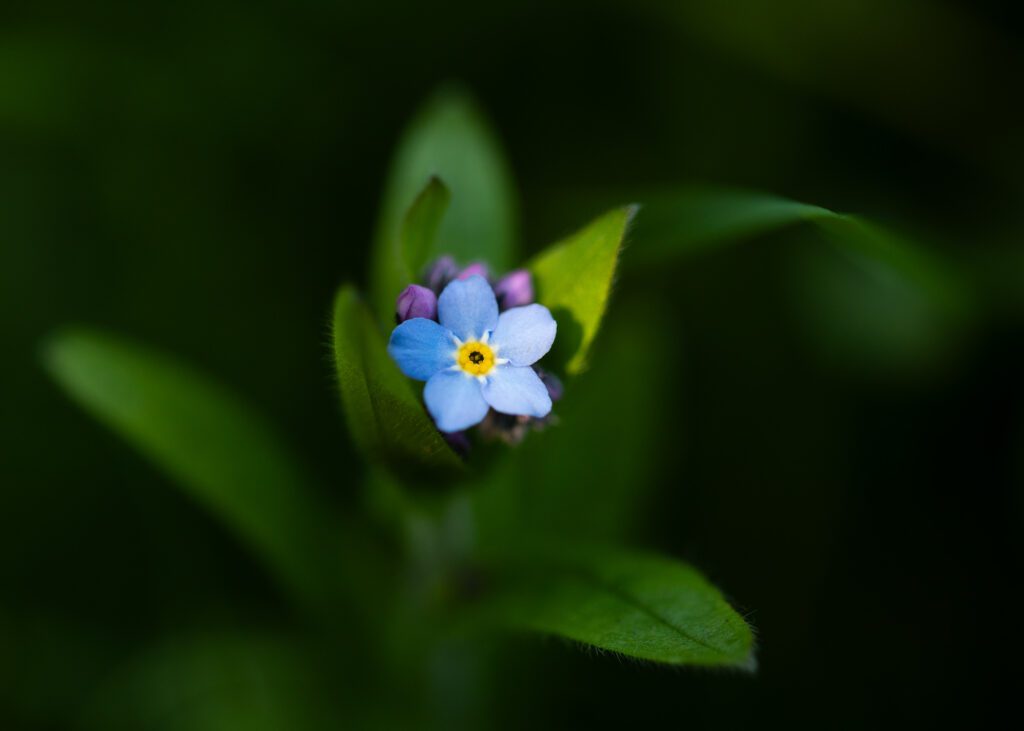 Woodland Forget-me-not, Myosotis Sylvatica, photographed during sunset on the edge of a woodland.