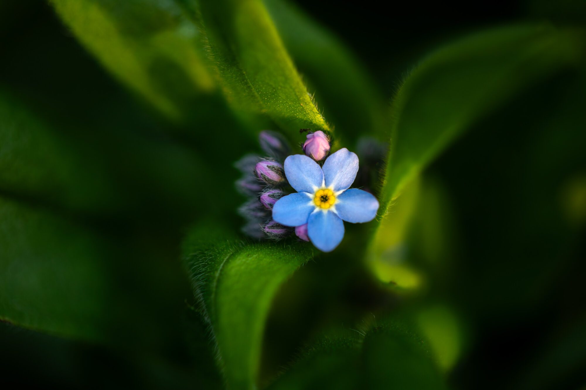 Macro photograph of Woodland Forget-me-not, Myosotis Sylvatica, captured during sunset on the edge of a woodland.