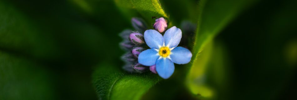 Macro photograph of Woodland Forget-me-not, Myosotis Sylvatica, captured during sunset on the edge of a woodland.