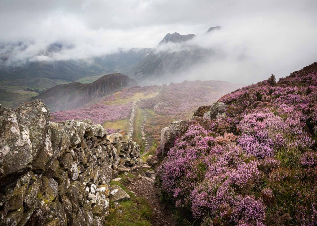 Beautiful pink mountain heather flowering on Lingmoor Fell in the Lake District during an atmospheric morning.