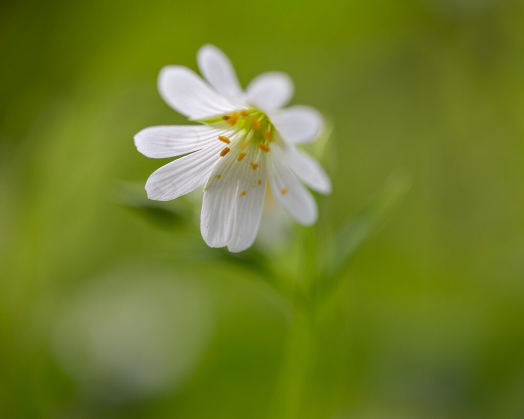 Flowering Greater Stitchwort captured with a macro lens during a morning of wildflower photography