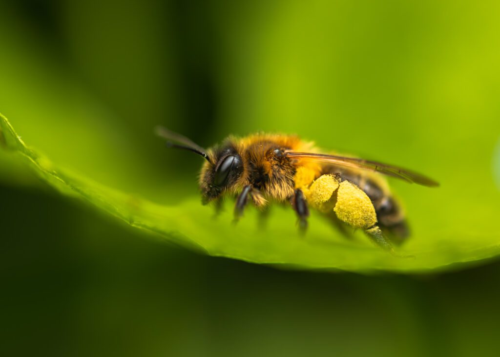 Macro photograph of a Honey Bee resting on a spring Beech leaf with pollen on its back legs