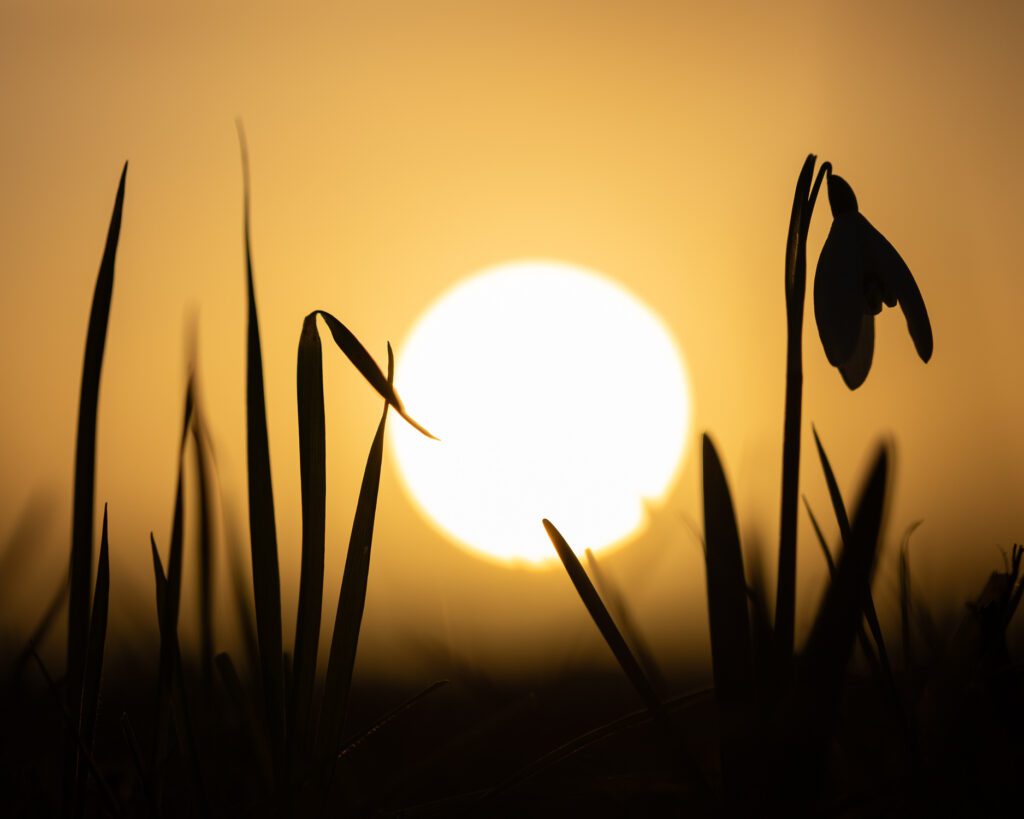 A silhouette of a flowering snowdrop with the sun setting beautifully behind