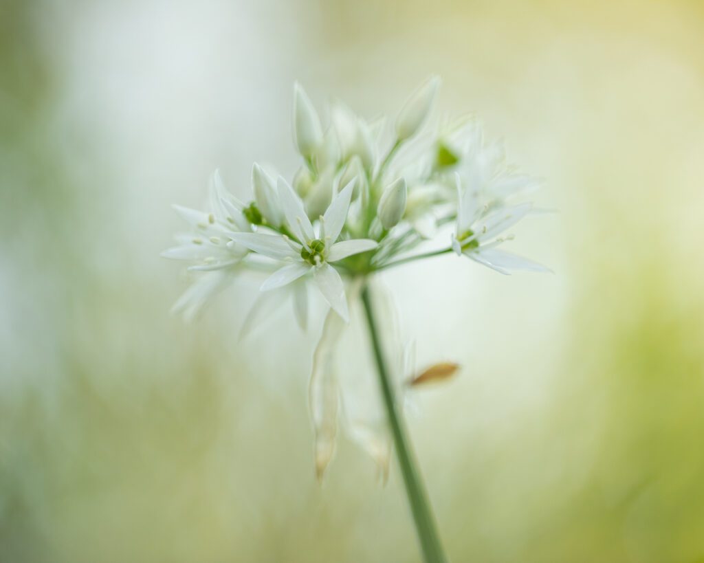 Macro photograph of a beautiful Wild Garlic flower in a stunning ancient woodland during a late spring afternoon.