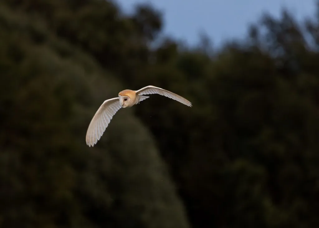 Close-up of a beautiful Barn Owl quartering after sunset against a backdrop of trees.