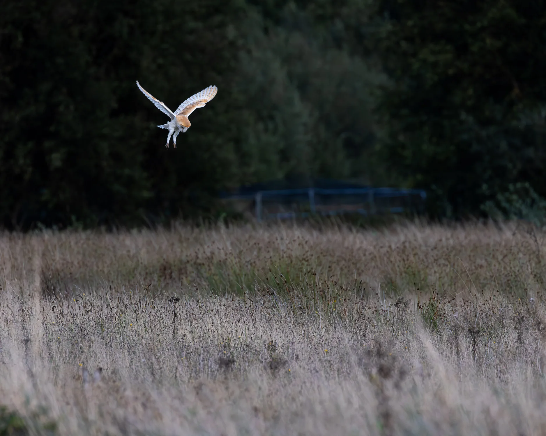 A beautiful Barn Owl hovering as it hunts for food in an overgrown field.