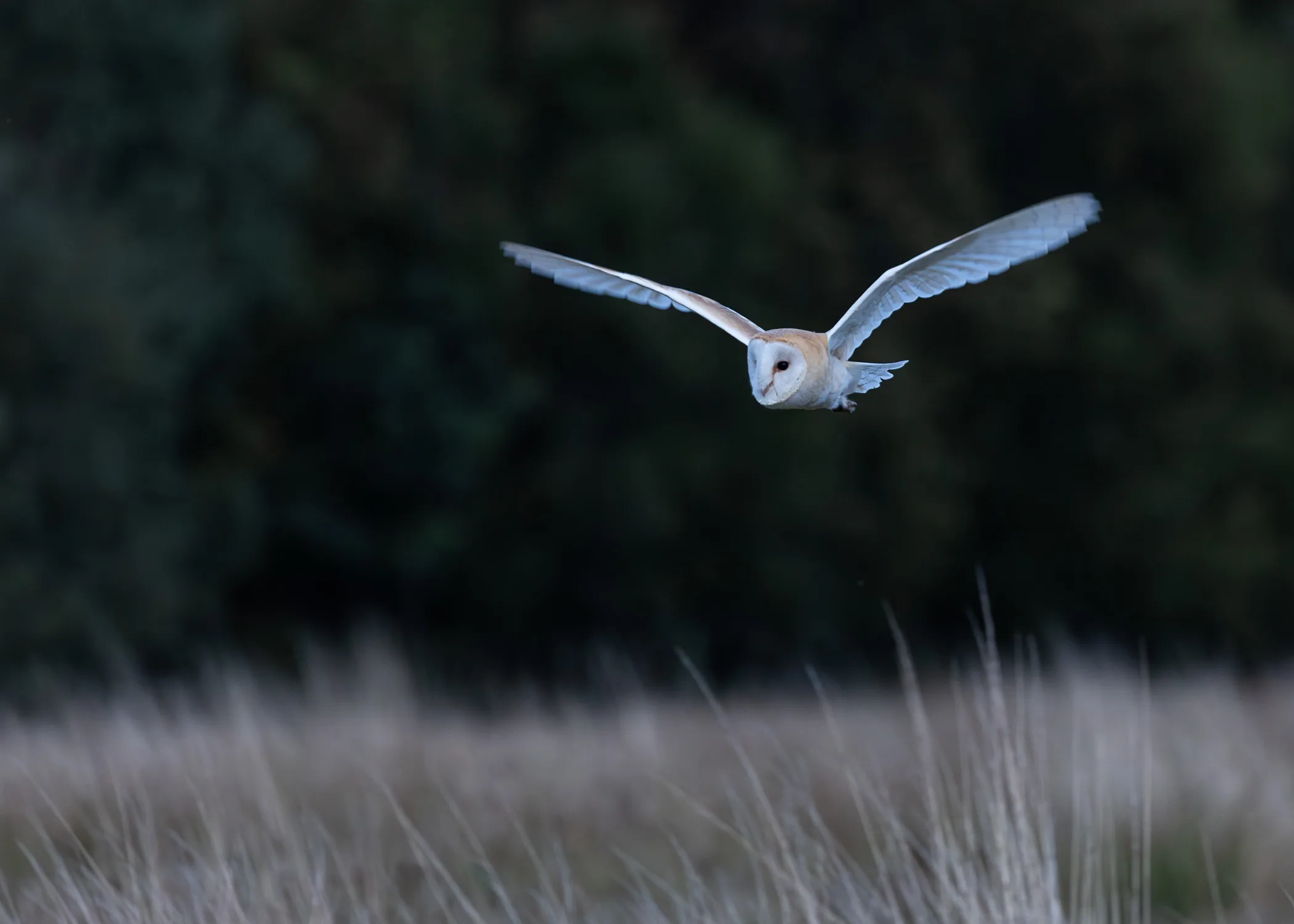A Barn Owl photographed with the incredible Canon R5 in low light as she quarters low across a field of long grasses.