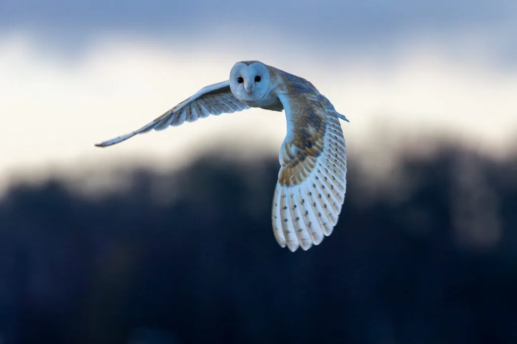 Close up photograph of a quartering barn owl after sunset with flared wings.