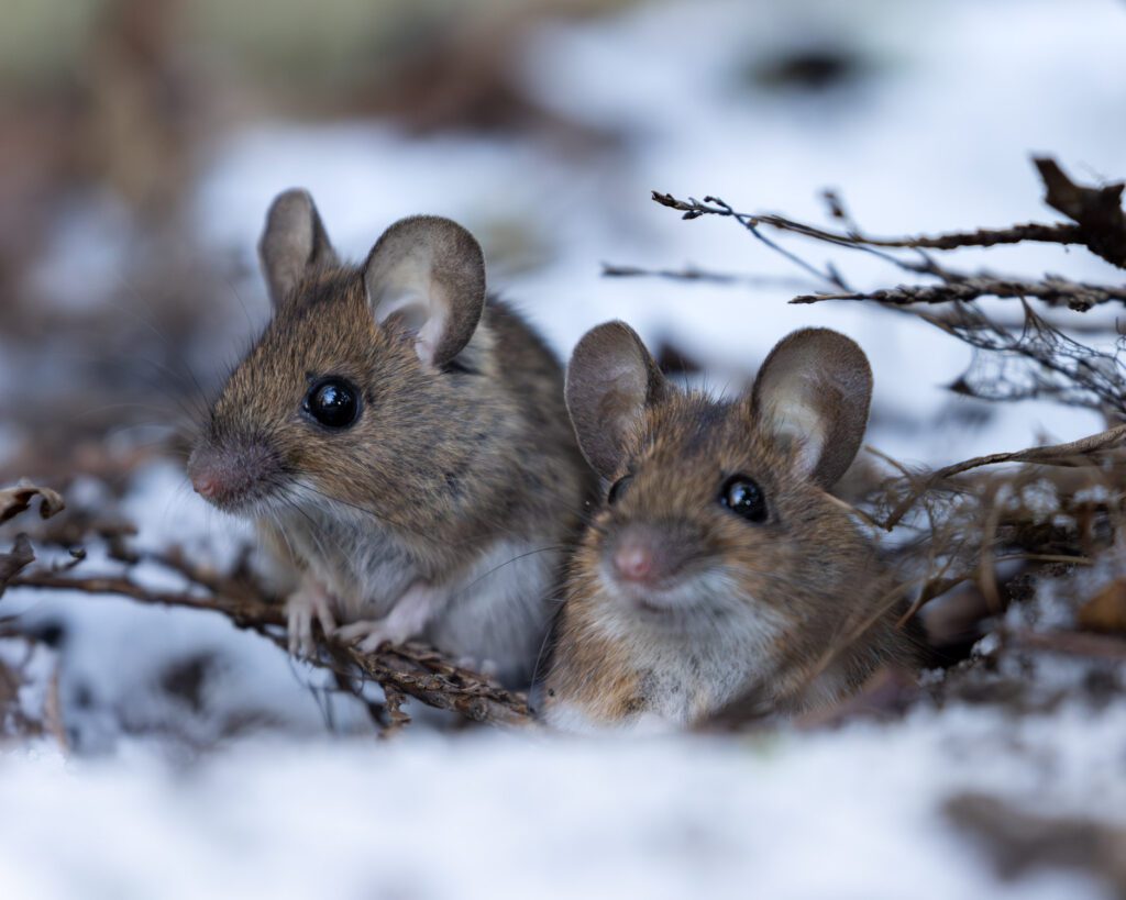 A pair of wood mice emerging from a burrow surrounded by light snow along the edge of an ancient woodland.