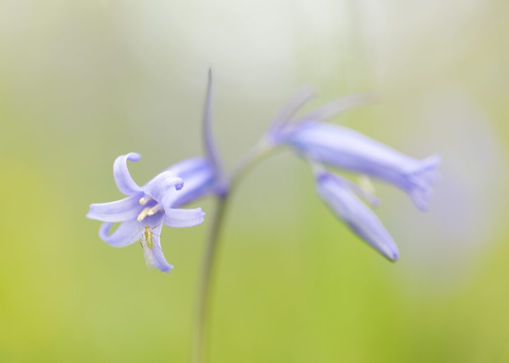 Macro photograph of a British Bluebell flower with a greenfly resting on its petals.