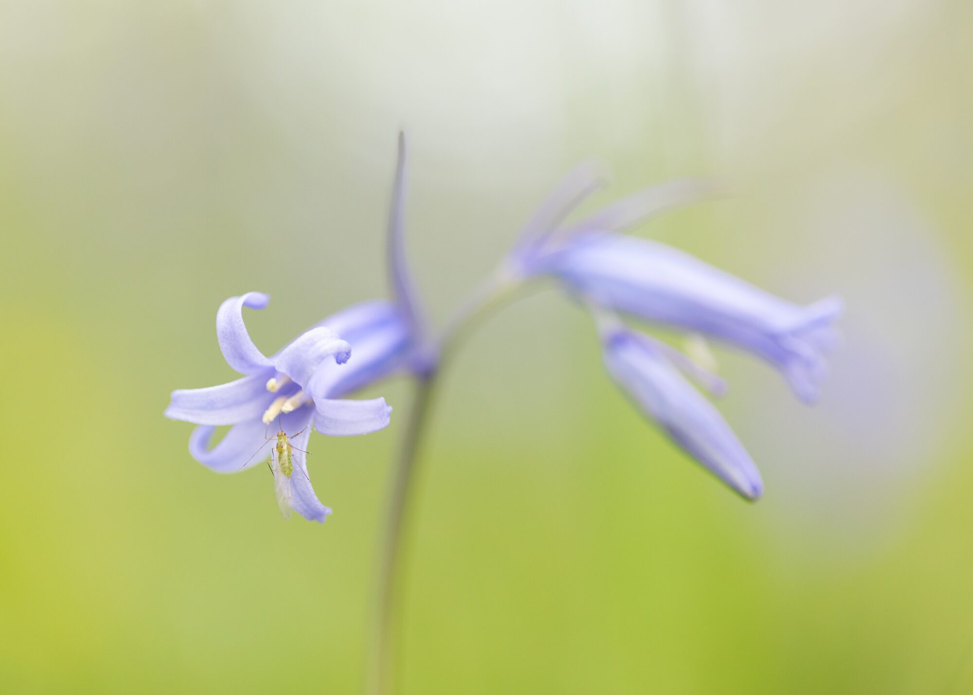 Macro photograph of a British Bluebell flower with a greenfly resting on its petals.