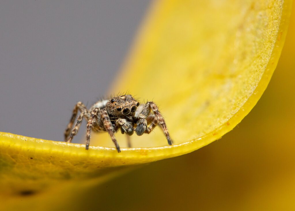 Macro photograph of a tiny Downy Jumping Spider on a yellowing leaf during a late spring afternoon