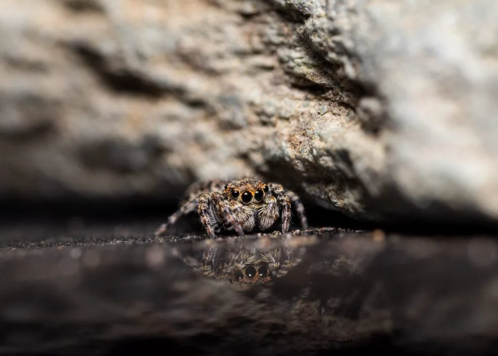 Close-up of a Downy Jumping Spider in front of a rock captured with the Raynox DCR-250.
