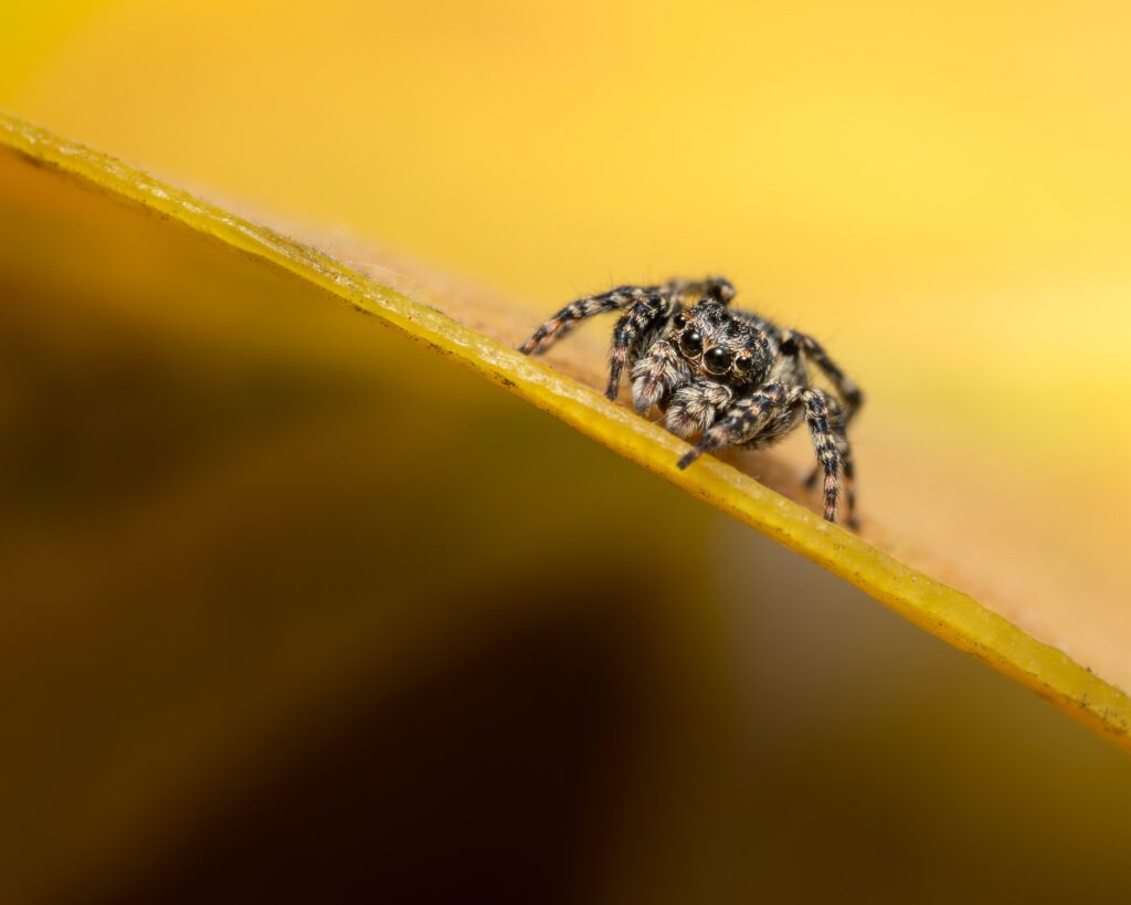 Macro photograph of a tiny Downy Jumping Spider on a yellowing leaf during a late spring afternoon