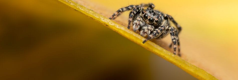 Macro photograph of a tiny Downy Jumping Spider on a yellowing leaf during a late spring afternoon