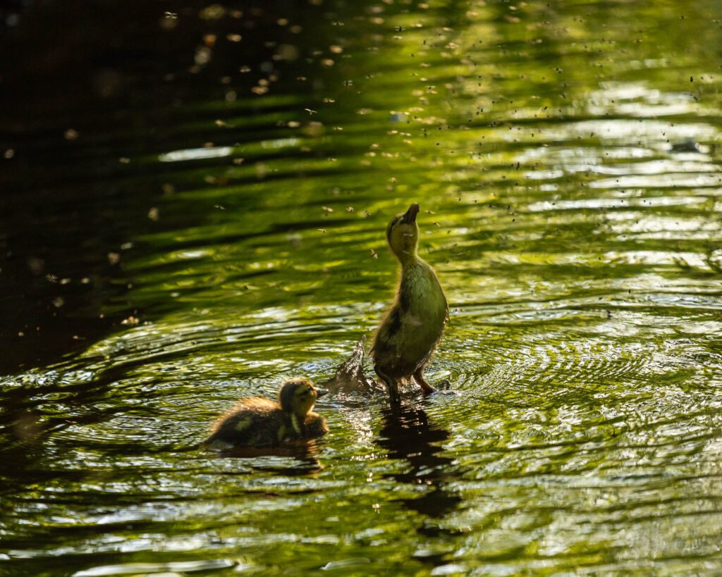 A duckling catching flies from a brook during a month of spring photography.