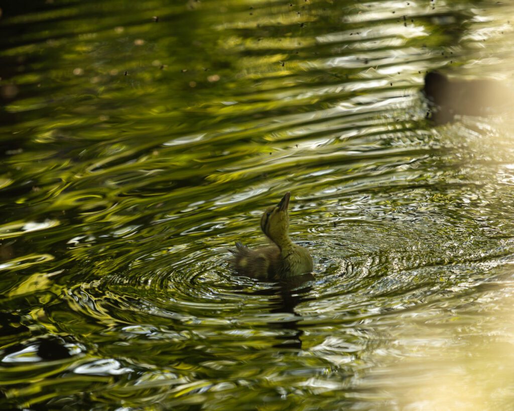 A duckling looking up at a swarm of flies from a brook during a month of spring photography.