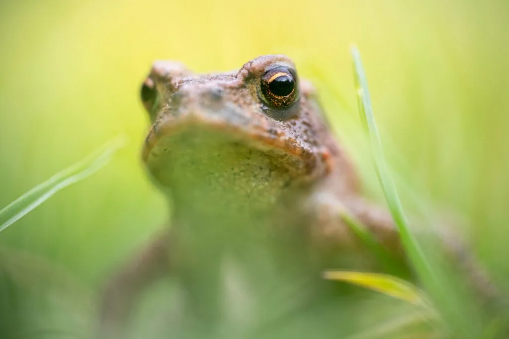 Close-up of a young toad exploring a patch of grass close to its breeding pond.