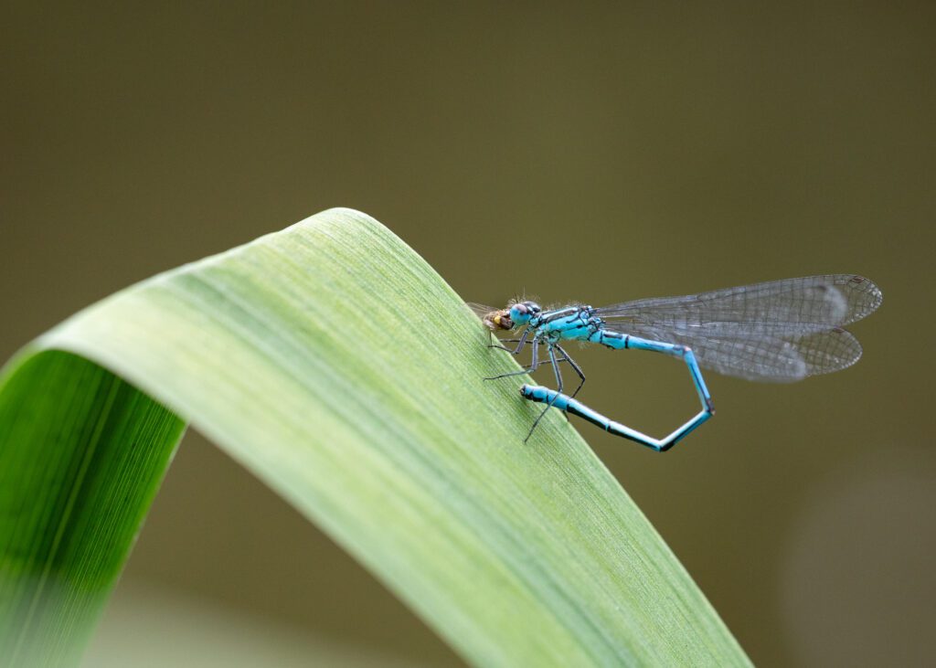 Damselfly macro photography featuring an Azure Blue Damselfly eating a fly on the leaf of a yellow iris.