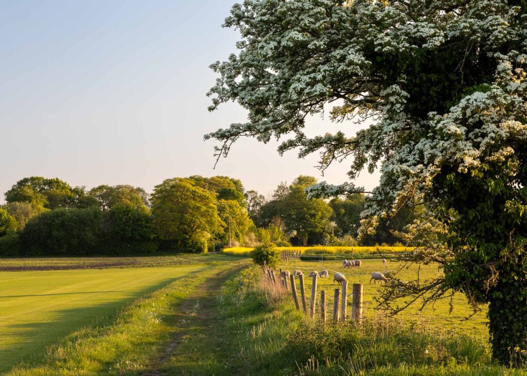 Countryside landscape with a lone flowering Hawthorn tree along a public path during a beautiful spring sunset.