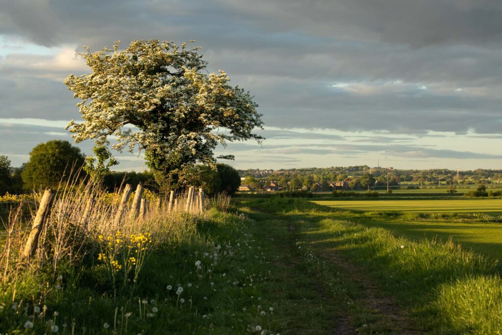 Countryside landscape with a lone flowering Hawthorn tree along a public path during a beautiful spring sunset.