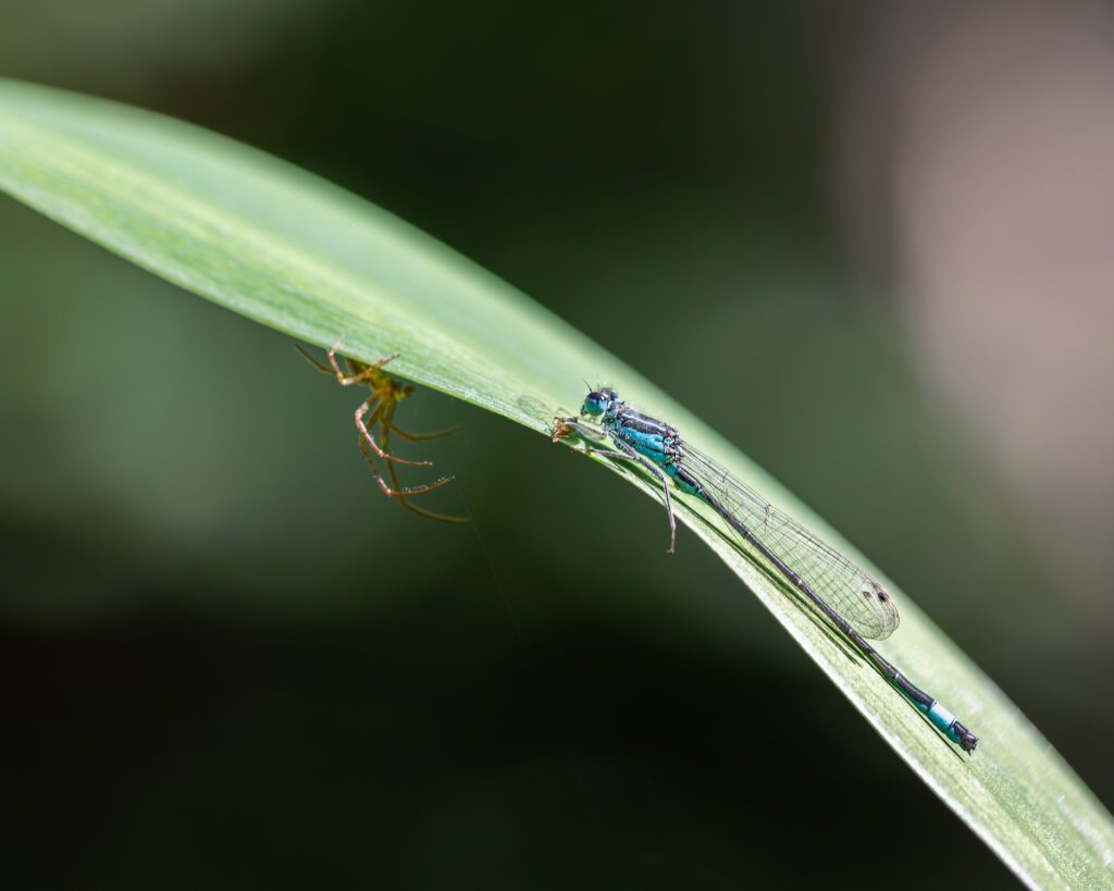 Macro photograph of an Azure Blue Damselfly eating a fly on the leaf of a yellow iris whilst being stalked by a spider.