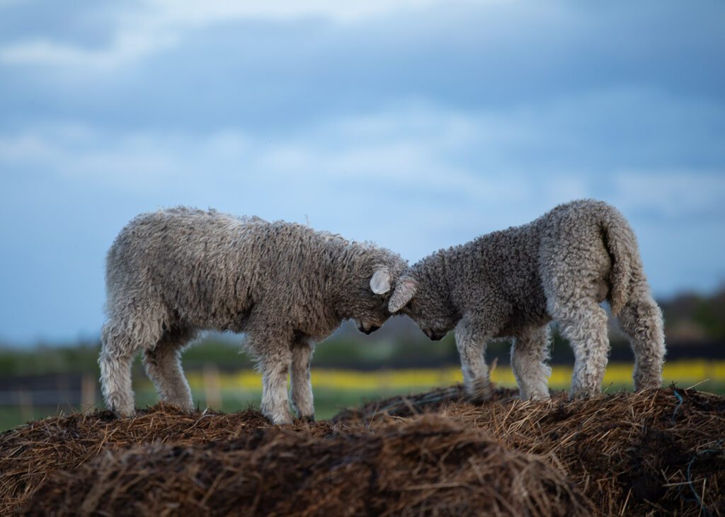 Two spring lambs are photographed pushing their heads together on top of a hay bale.