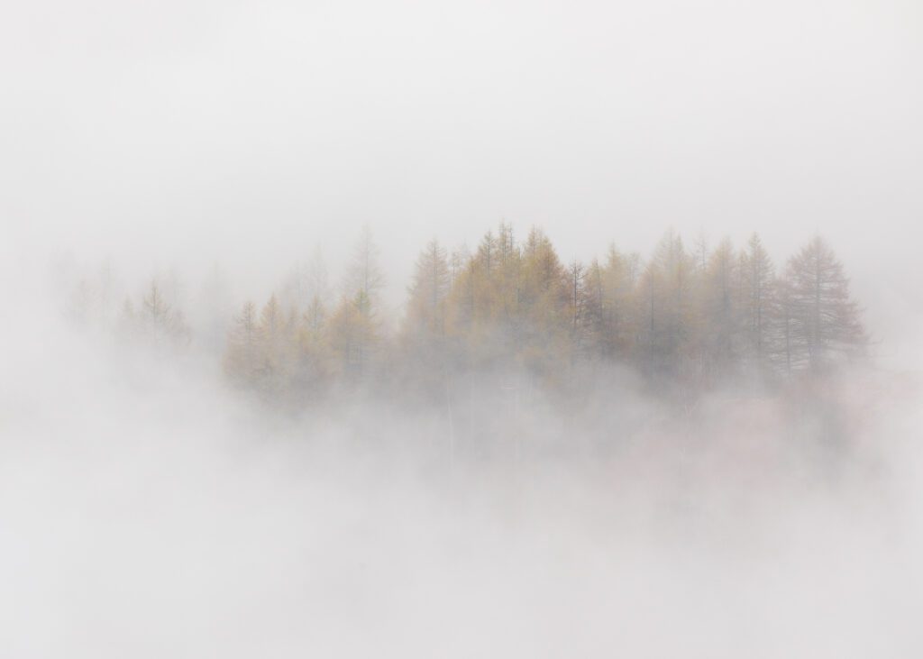 Lake District landscape photography of a group of larch trees emerging from mist during a temperature inversion.
