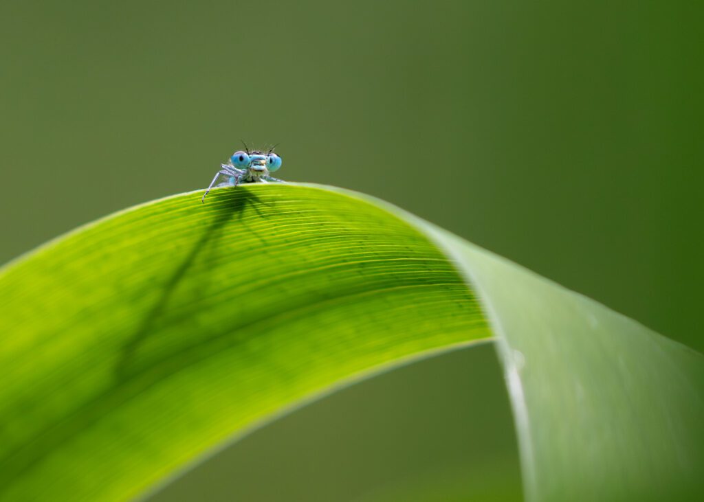 Macro photograph of an Azure Blue Damselfly peeping from behind the leaf of a yellow iris.