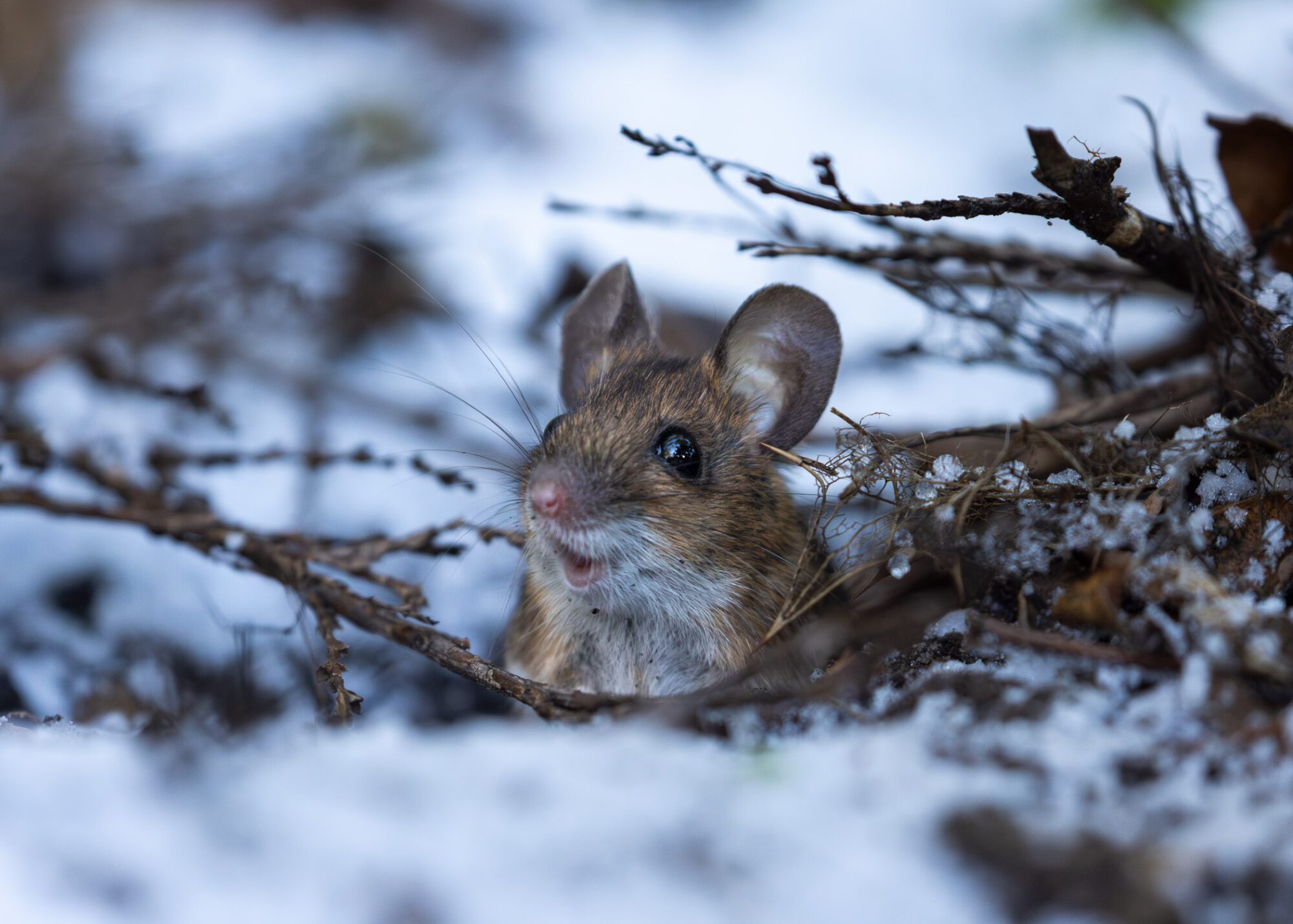 An intimate close-up of a wood mouse popping up from its burrow, surrounded by snow.