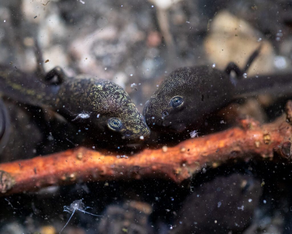 Macro photograph of two tadpoles playing near a stick at the edge of a pond