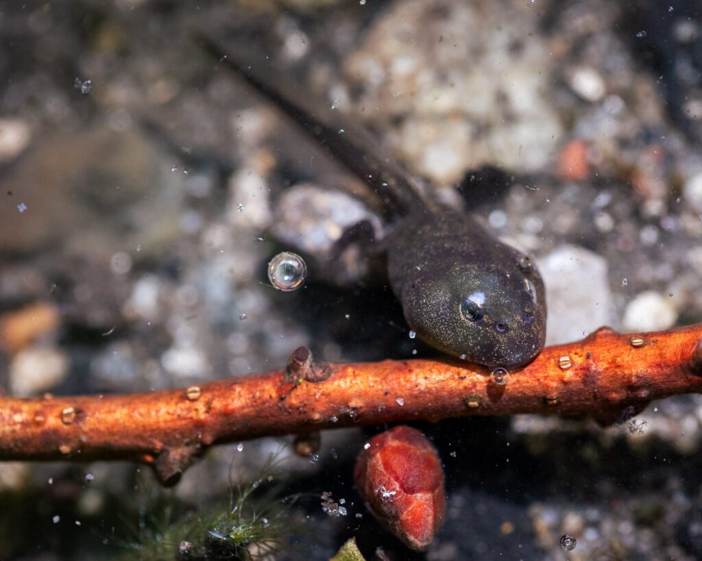 Macro photograph of a tadpole resting on a stick at the edge of a pond
