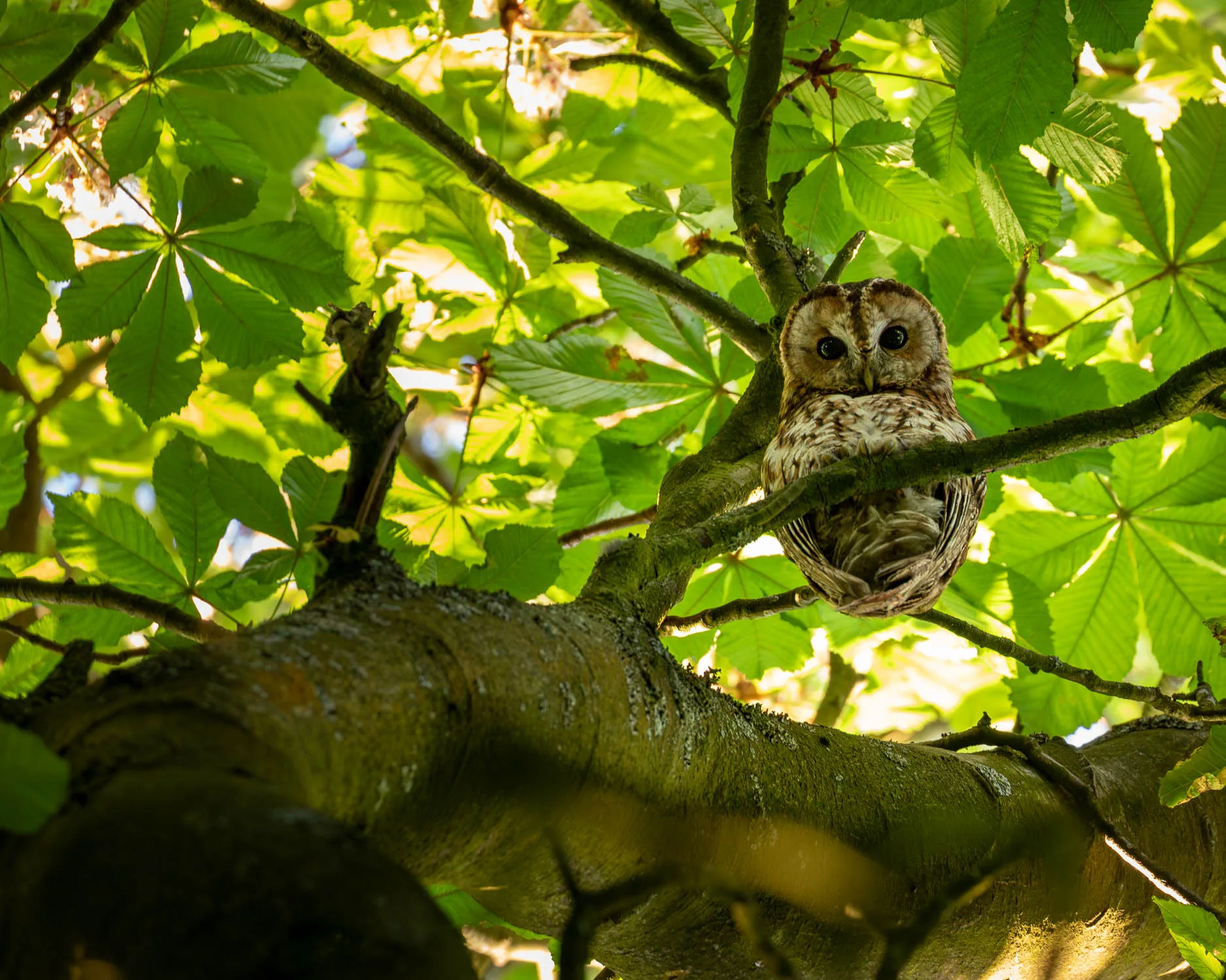 A Tawny Owl looking down from its perch in a horse chestnut tree during a spring evening