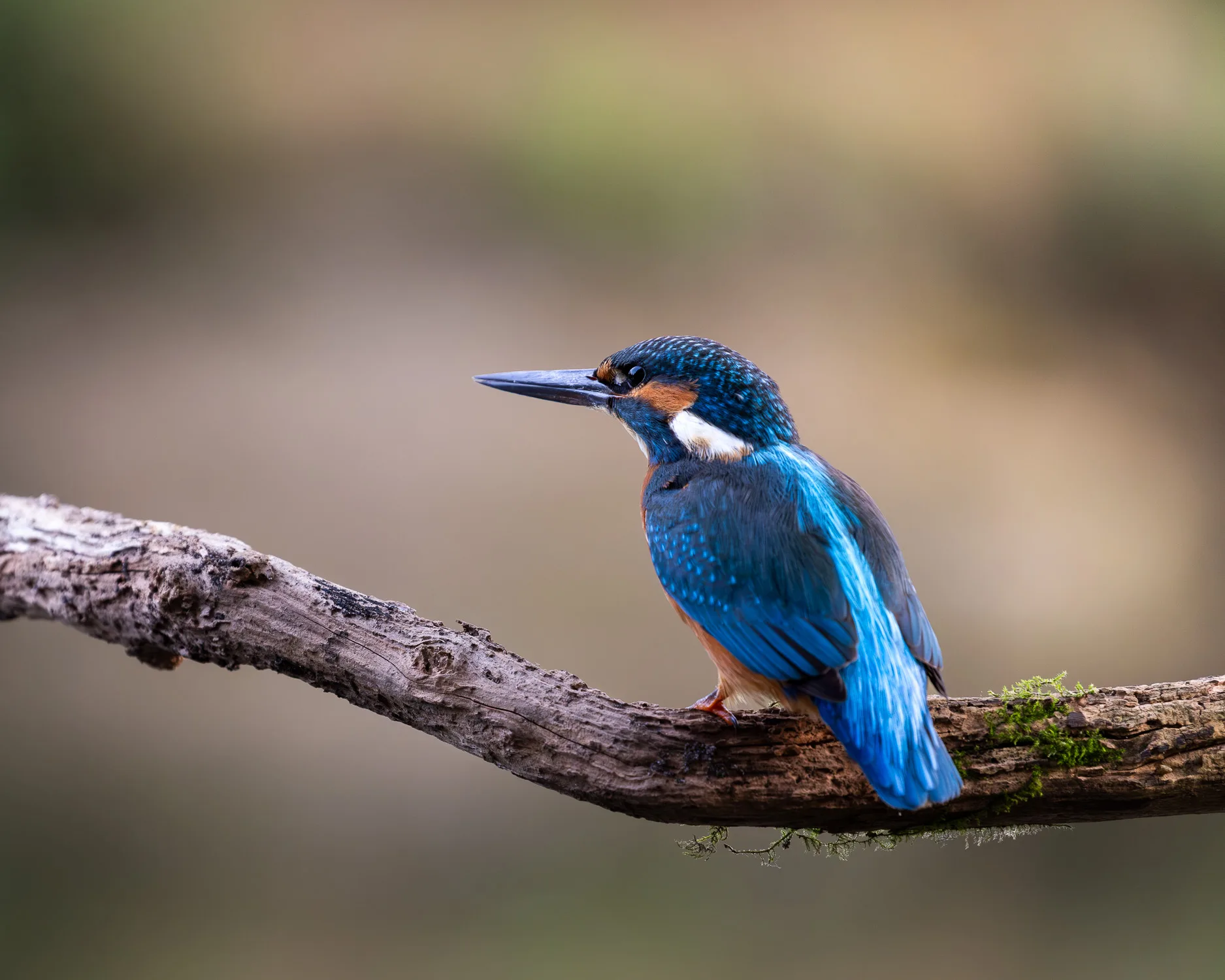 A Common Kingfisher perched on a branch over a pond during an early morning of Kingfisher photography