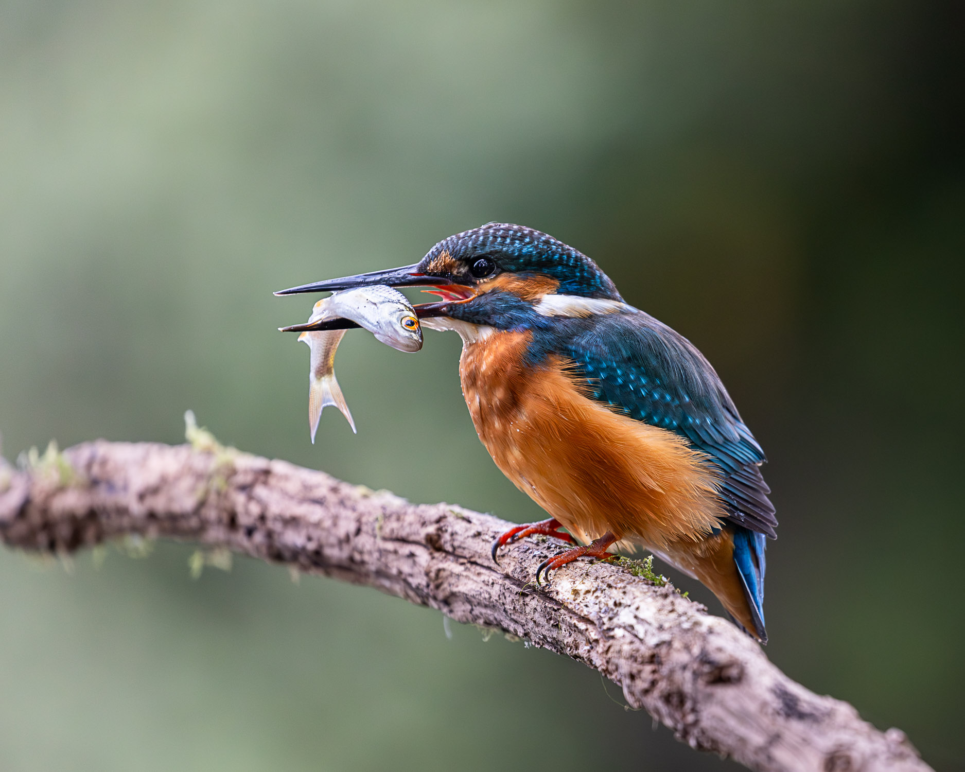 How to Photograph Kingfishers in Their Natural Environment