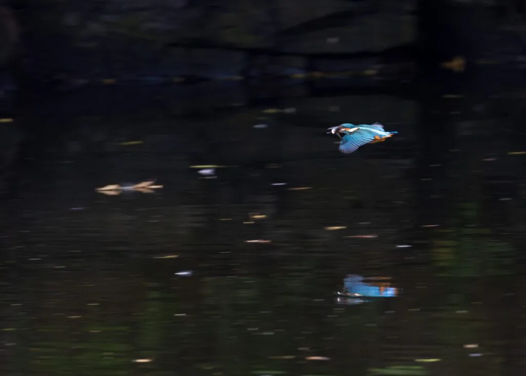 Common Kingfisher gliding across a pond after catching a fish