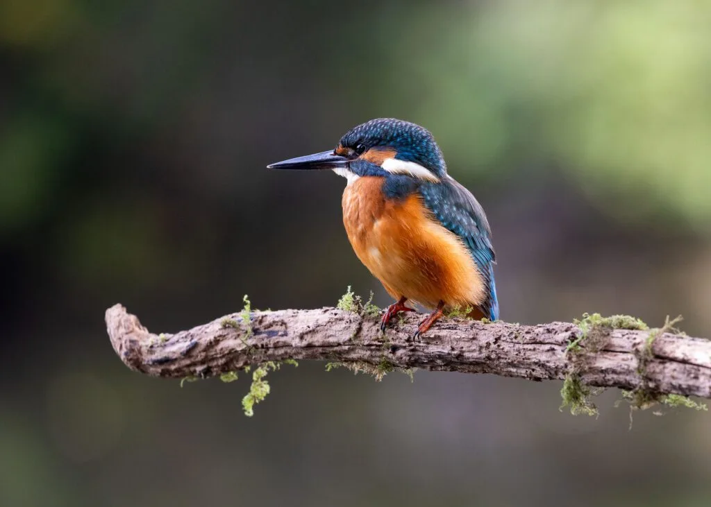 A Common Kingfisher perched on a branch over a pond during an early morning of Kingfisher photography