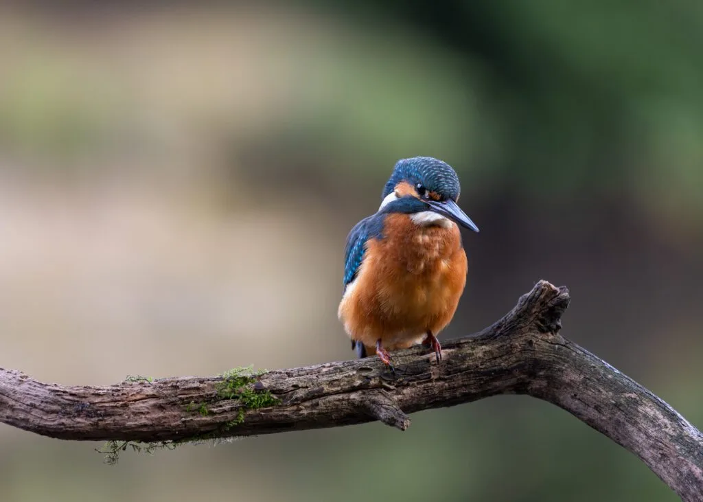 A Common Kingfisher perched on a branch over a pond during an early morning of Kingfisher photography