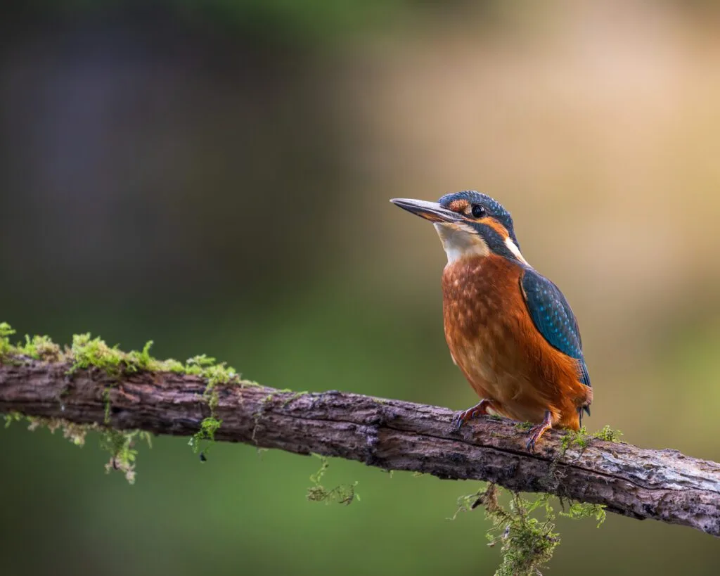 A head on portrait of a Common Kingfisher perched on an old silver birch branch over a pond