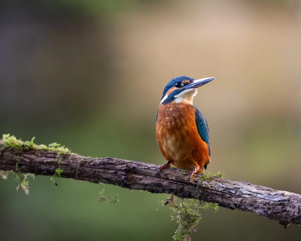 A portrait of a Common Kingfisher perched on an old birch branch over a pond.