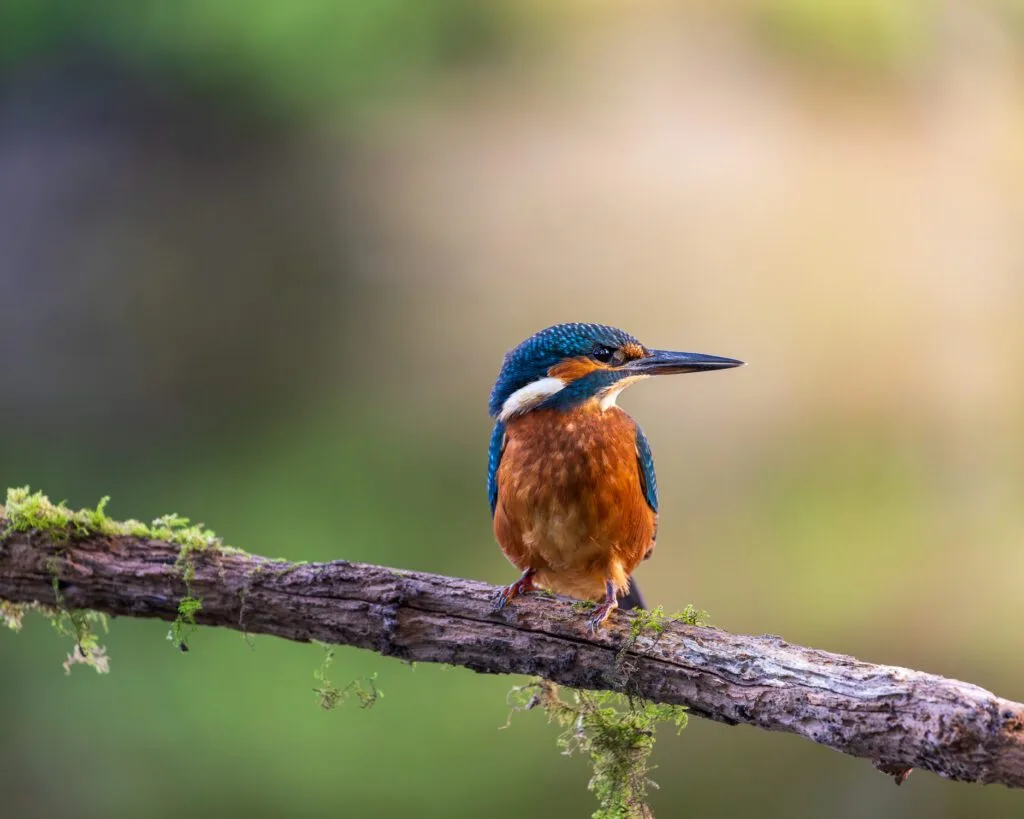 Close-up of a Common Kingfisher on a perch over a pond.