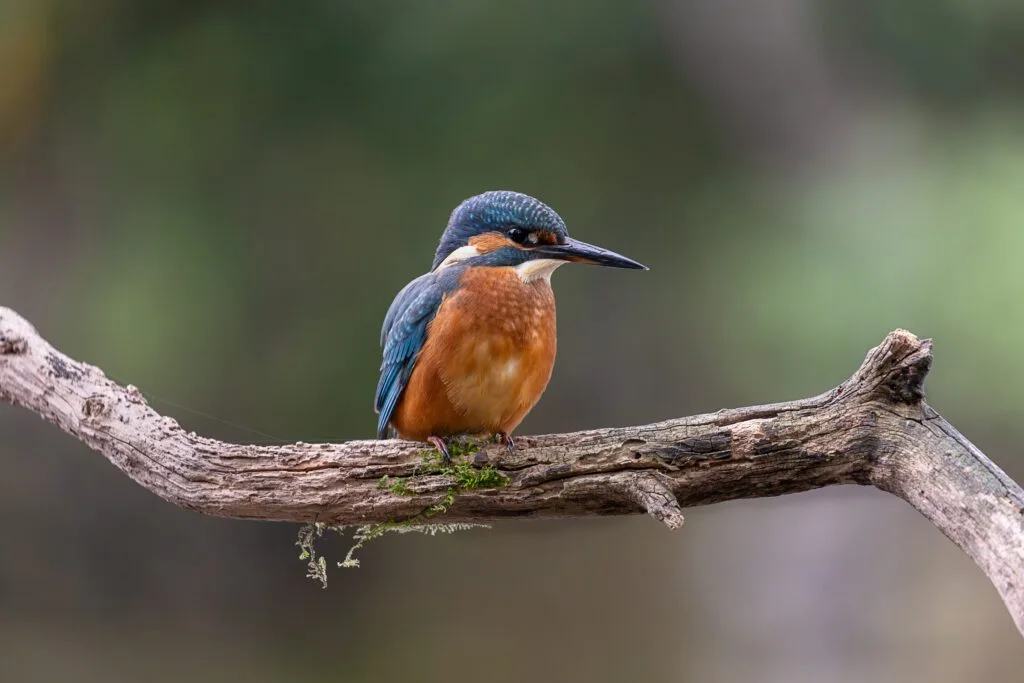 How to photograph Kingfishers. A beautiful female Kingfisher perched on a branch overlooking a pond.