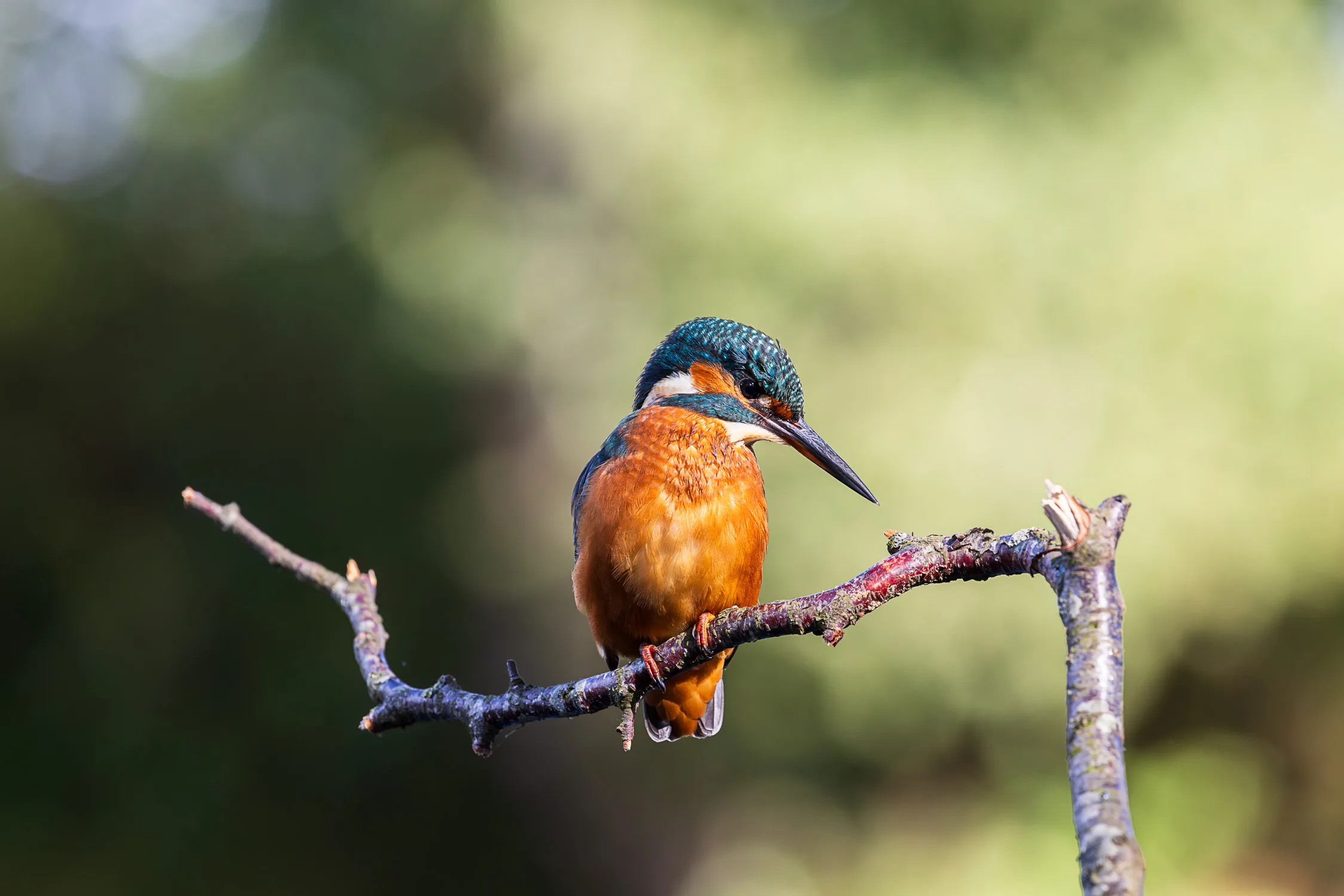 A beautiful female common Kingfisher photographed on a birch tree branch during the early hours of the morning.
