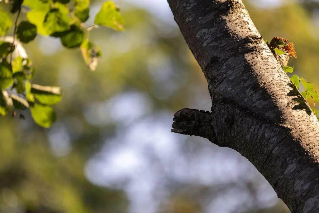 A broken branch of a silver birch tree used as a perch by Common Kingfishers.