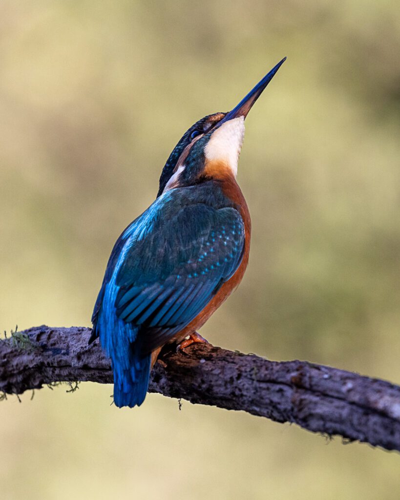A perched Kingfisher looking up and tracking the threat of a group of passing crows