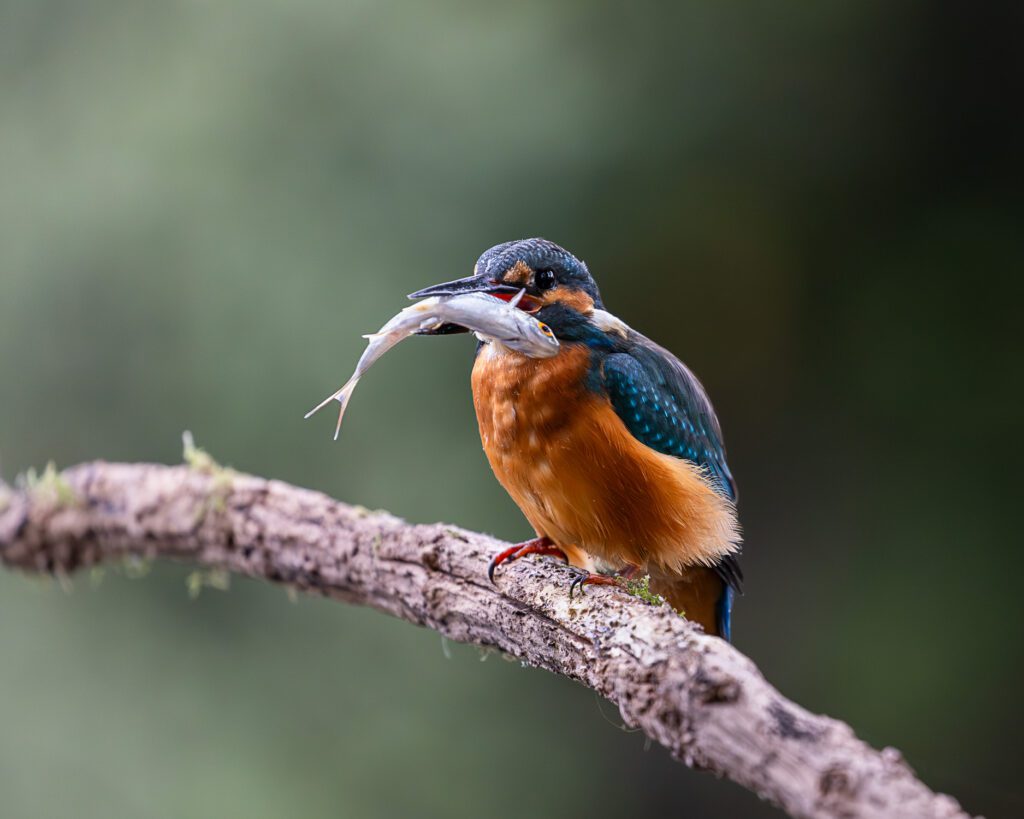 A female Kingfisher returns to her perch after successfully catching a roach from a local pond.