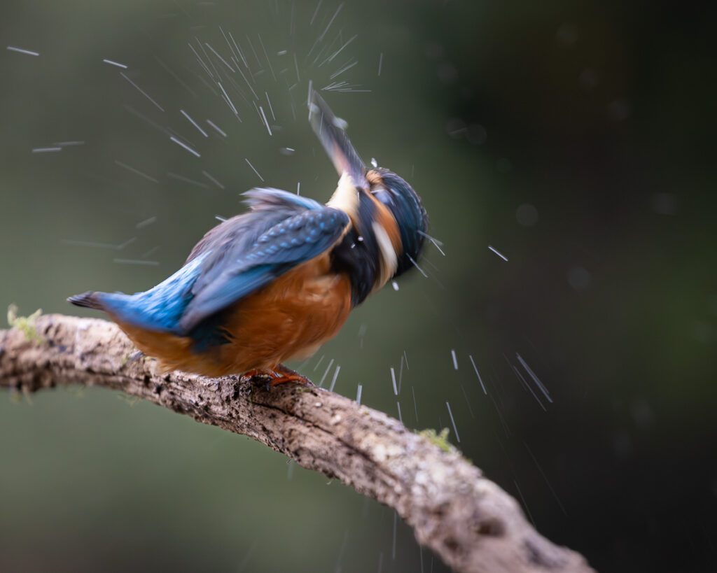 A perched Kingfisher shaking away water from her feathers after a recent dive