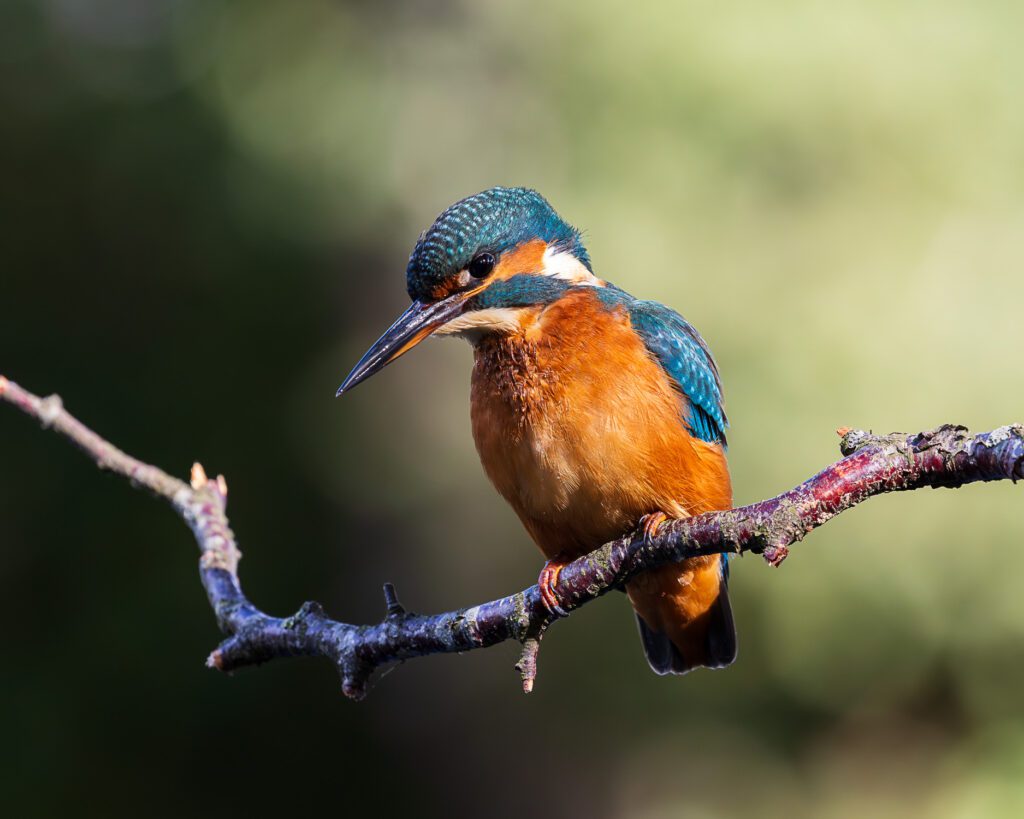 How to photograph Kingfishers. A beautiful female Kingfisher on a silver birch perch, looking down at the lake