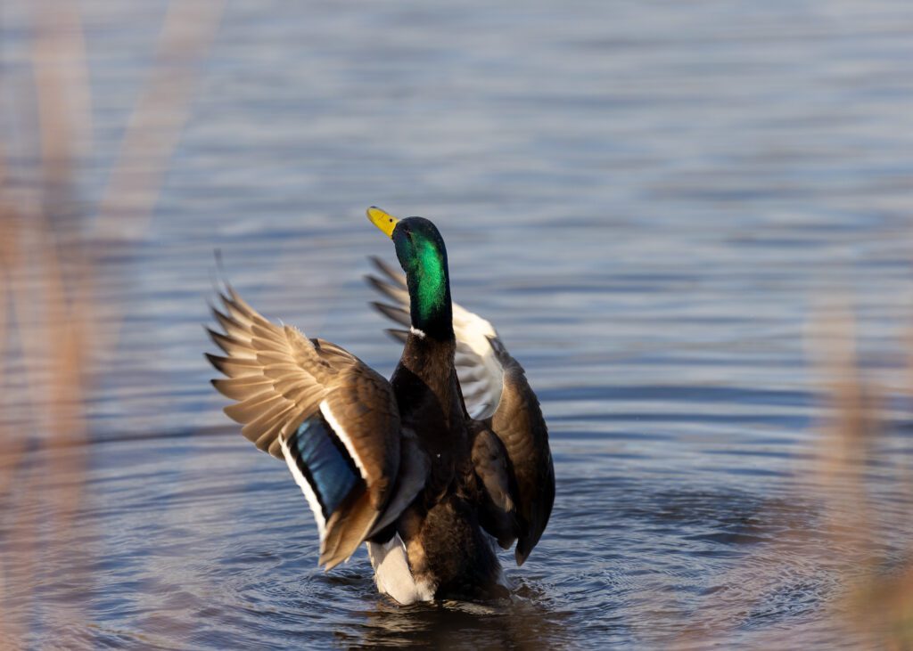 Wildlife photograph of a male mallard shaking the water from its feathers after cleaning.